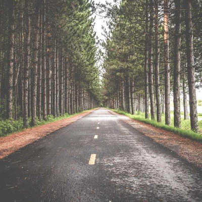 Serene Roadway Through Forest PNG Image with Trees