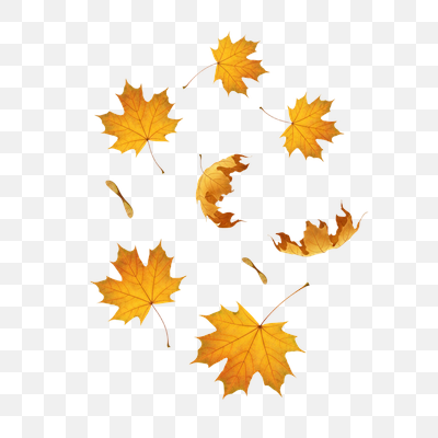 Vibrant Autumn Maple Leaves and Seeds on White