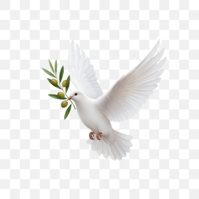 White Dove of Peace Carrying an Olive Branch