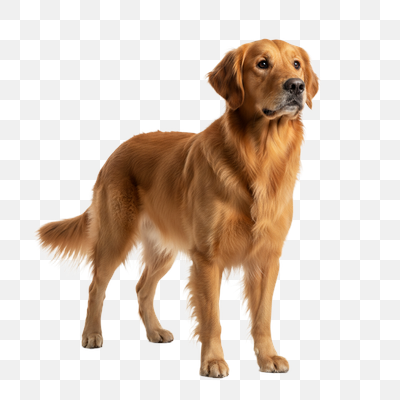 Elegant Golden Retriever Standing on White