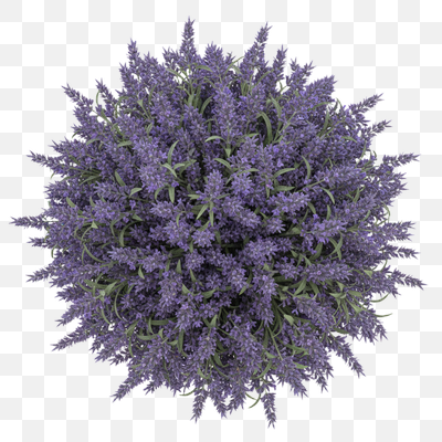 Lush Lavender Bush: Top-Down View