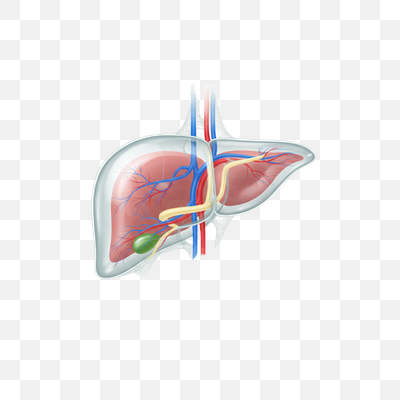 Detailed Human Liver and Gallbladder Anatomy Illustration
