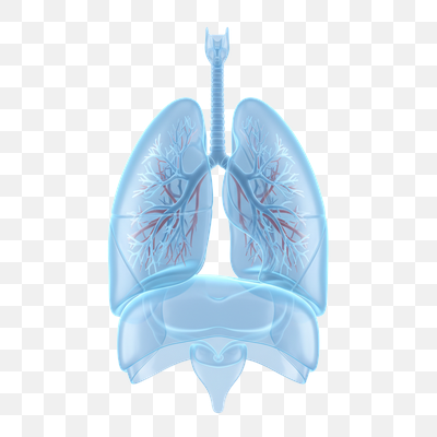 Detailed 3D Render of Human Lungs and Respiratory System