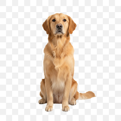 Attentive Golden Retriever Sitting on White Background