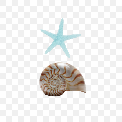 Coastal Harmony: Starfish and Nautilus Shell
