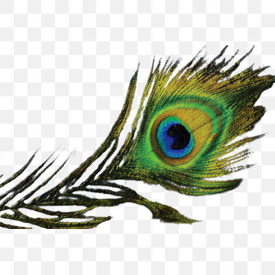 Vibrant Iridescence: A Peacock Feather's Eye