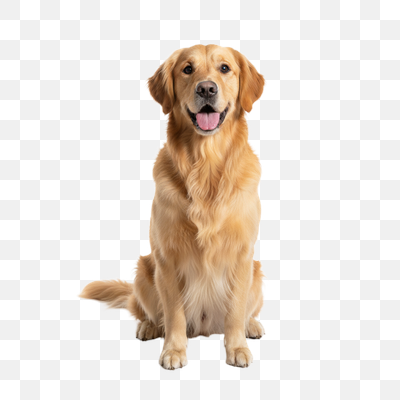Happy Golden Retriever Dog Sitting on White Background