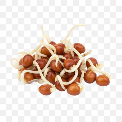 Freshly Germinated Brown Sprouts on White Background