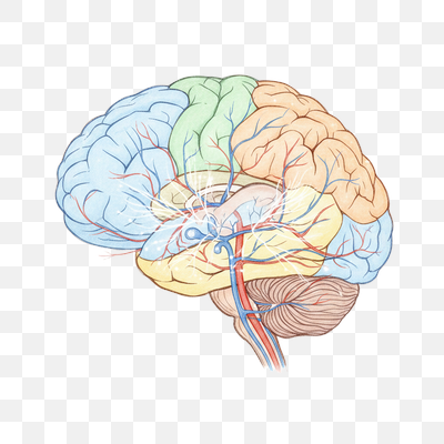 Detailed Sagittal View of Human Brain Anatomy with Vascular and Neural Highlights