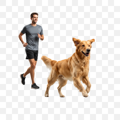 Active Companions: Man and Golden Retriever Jogging