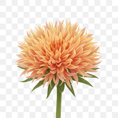 Vibrant Orange Dahlia Bloom Illustration