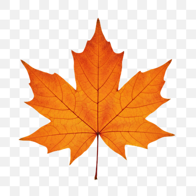 Vibrant Autumn Maple Leaf on Transparent Background