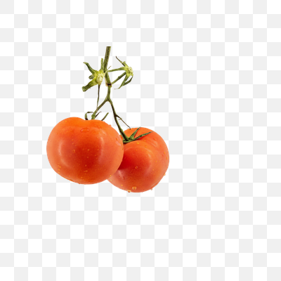 Vibrant Red Tomatoes on the Vine with Fresh Water Droplets