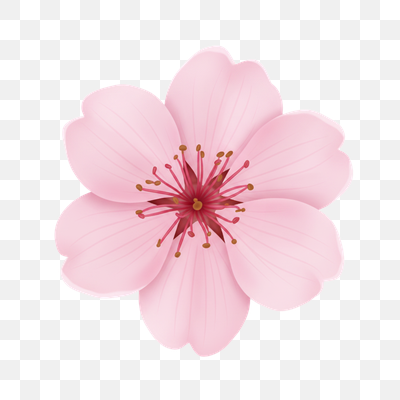 Elegant Pink Cherry Blossom Bloom