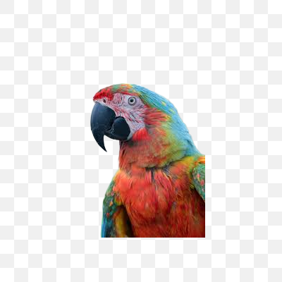 Vibrant Tropical Macaw Portrait