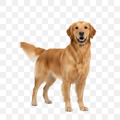 Happy Golden Retriever Standing on White Background