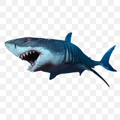 Aggressive Great White Shark with Open Jaws