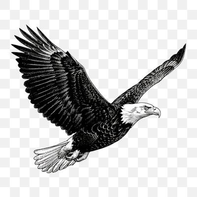 Soaring Majesty: Detailed Bald Eagle Illustration