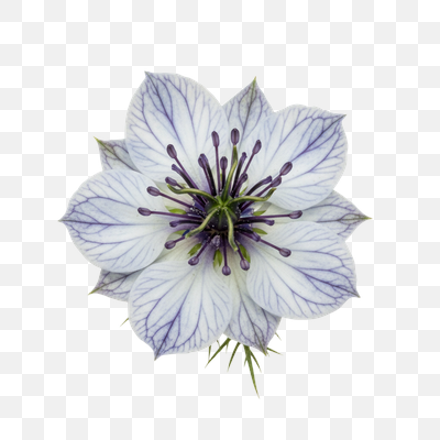 Love-in-a-Mist: White Petals with Purple Veins