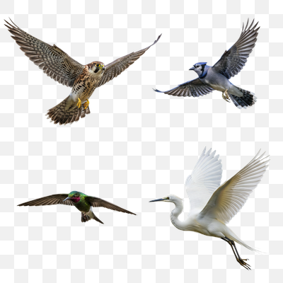Avian Diversity in Flight on White