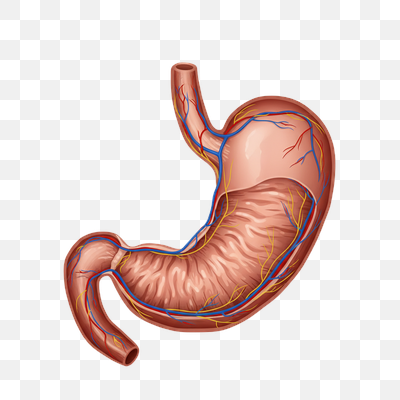 Detailed Anatomical Illustration of the Human Stomach with Vascular and Neural Networks