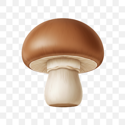 Realistic Brown Mushroom on White Background