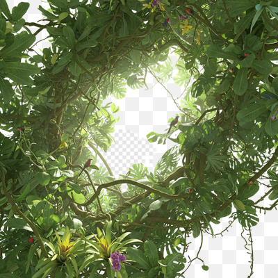 Lush Jungle Canopy Opening with Tropical Birds