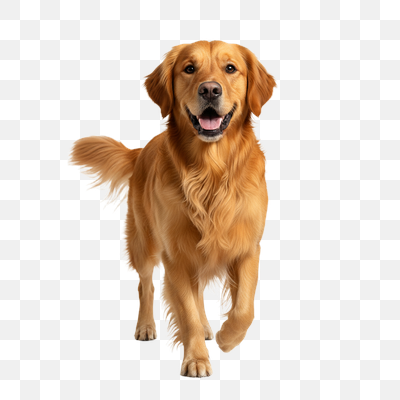 Happy Golden Retriever Walking Forward on Transparent Background