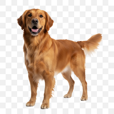 Majestic Golden Retriever on White Background