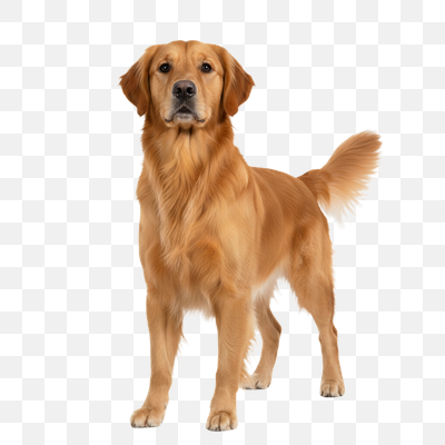 Regal Golden Retriever Standing on White Background