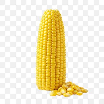 Golden Sweet Corn with Loose Kernels on White