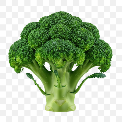 Fresh Green Broccoli Head on Transparent Background