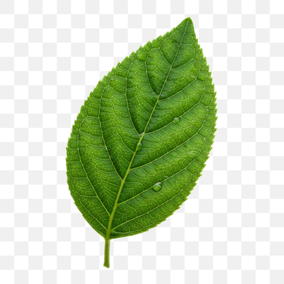 Vibrant Green Leaf with Morning Dew on White
