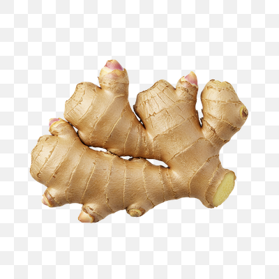 Fresh Ginger Root with Buds on Transparent Background