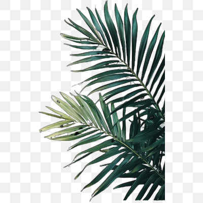 Minimalist Tropical Palm Fronds on White