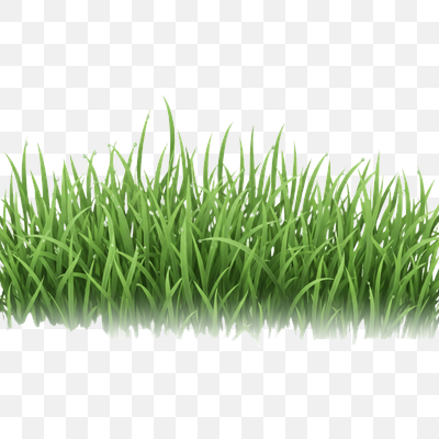 Fresh Green Grass Border with Dew Drops on Transparent Background