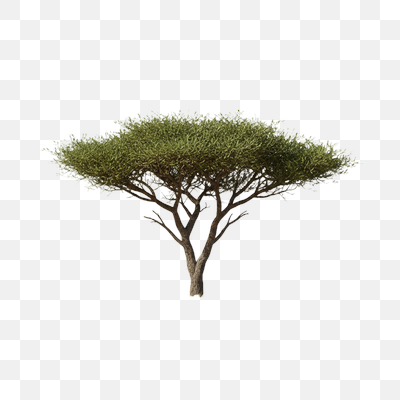 Isolated Savanna Acacia Tree in Golden Grass