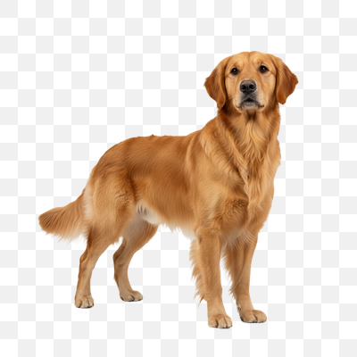 Regal Golden Retriever Standing on Transparent Background