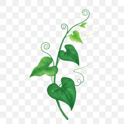 Lush Green Vine with Glistening Dew Drops