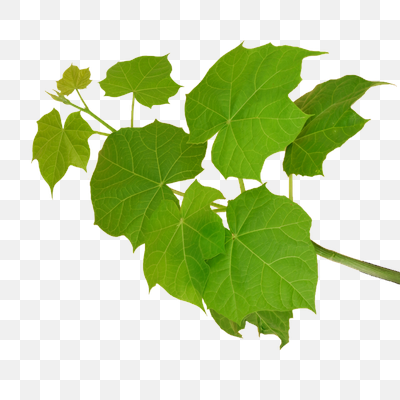 Vibrant Green Plant Leaves on a Branch Isolated on White