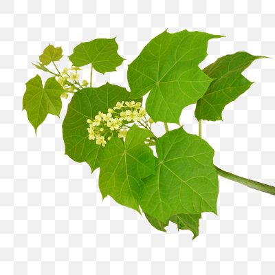 Vibrant Green Foliage with Delicate Yellow Blossoms on White