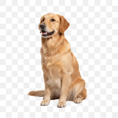 Attentive Golden Retriever Sitting on Transparent Background