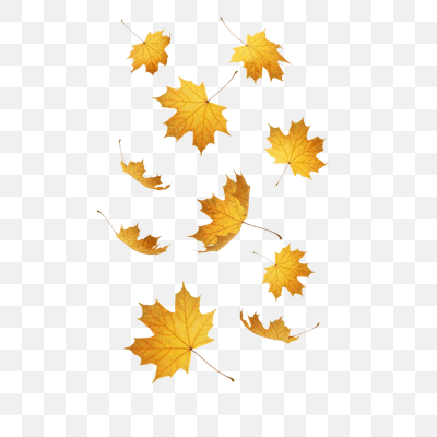 Golden Autumn Maple Leaves Falling on White