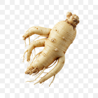 Fresh Ginseng Root Isolated on White