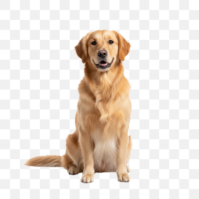 Smiling Golden Retriever on White Background